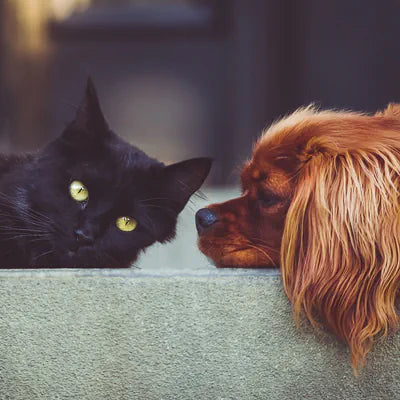 Katze und Hund Foto