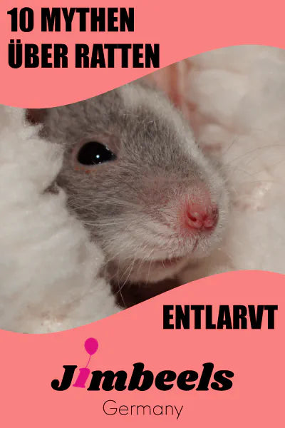 Ratten Mysterien entlarvt Teaser Bild