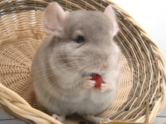 Chinchilla Teaser-Bild für Blog Chinchilla Fakten