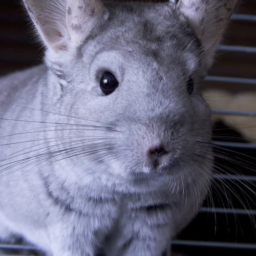 Chinchilla Alter Wie alt werden Chinchillas eigentlich? Jimbeels
