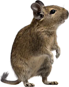 stehender Degu