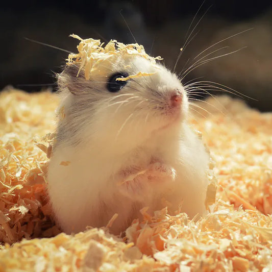 Süßer Hamster: Blog über die richtige Hamster-Ernährung