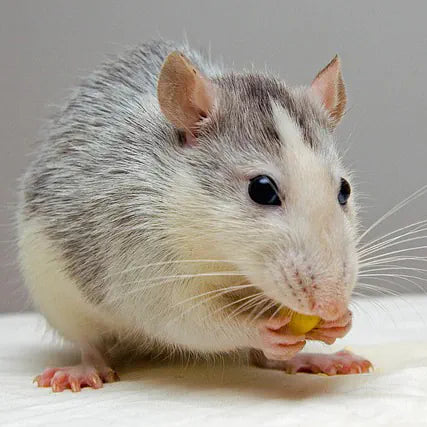 Das beste Futter für Ratten: Eine Empfehlung