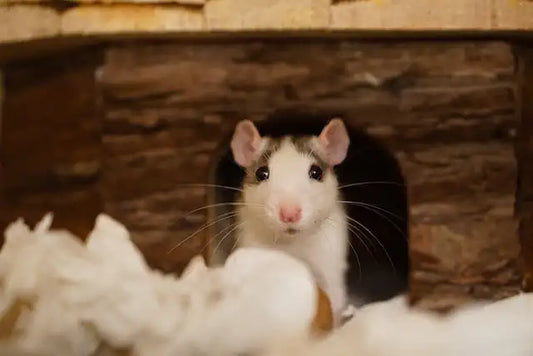 Farbratten Haltung und Käfiggröße für Ratten
